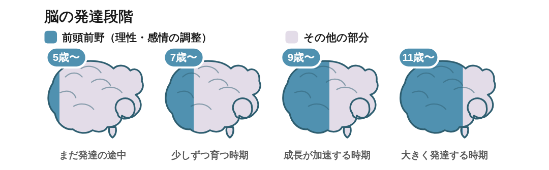 脳の発達段階:前頭前野(理性・感情の調整)は5歳〜11歳にかけて発達する